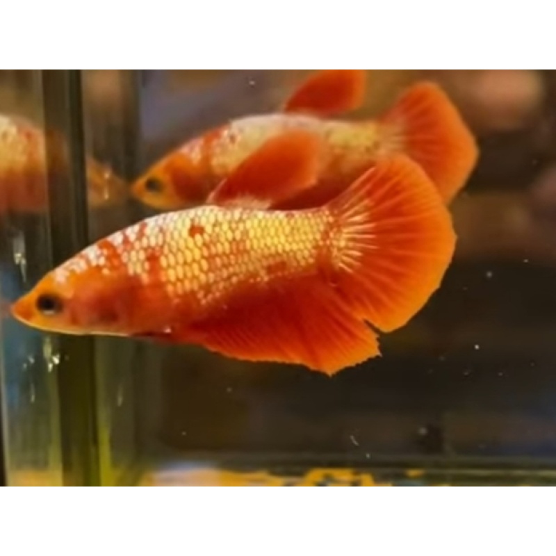 Female Red Gold 2
