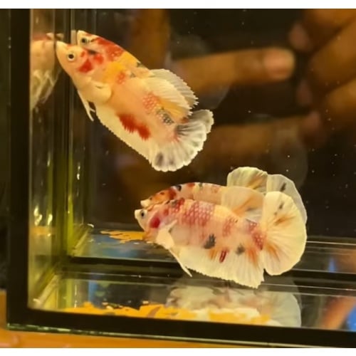 Pair Nemo Candy Big Ear