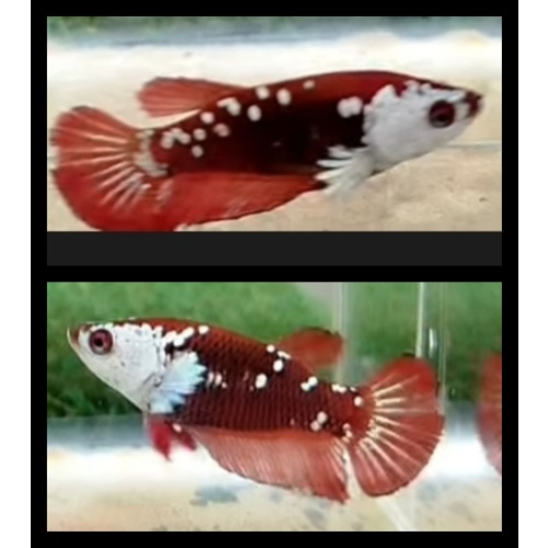 Female Red Mamba