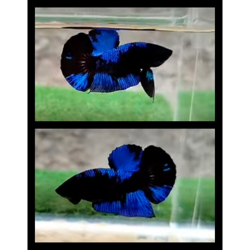 Avatar Blue Black