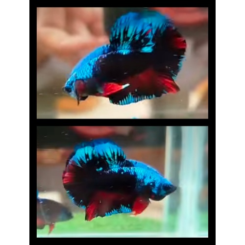 Avatar Variation