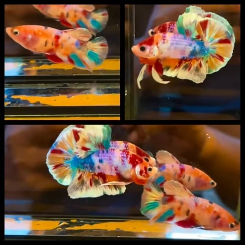Pair Nemo Candy