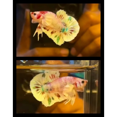 Candy Nemo