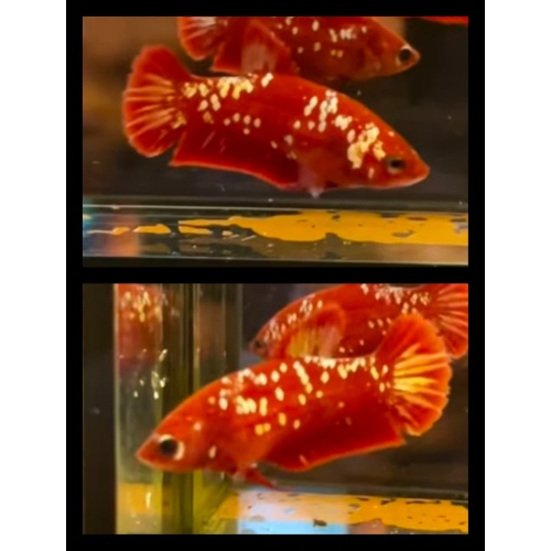 Female Red Gold