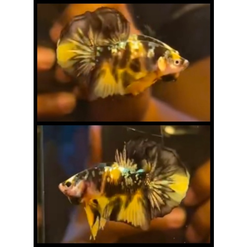 Yellow Koi Copper