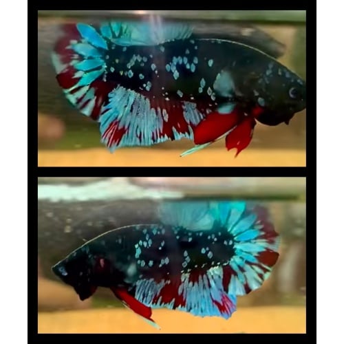 Avatar Nebula with Red