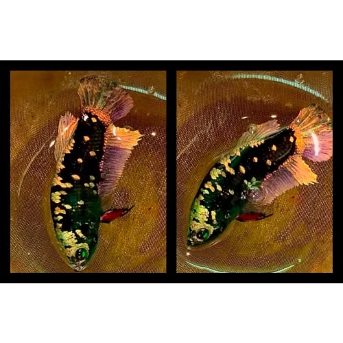 Avatar Copper Female