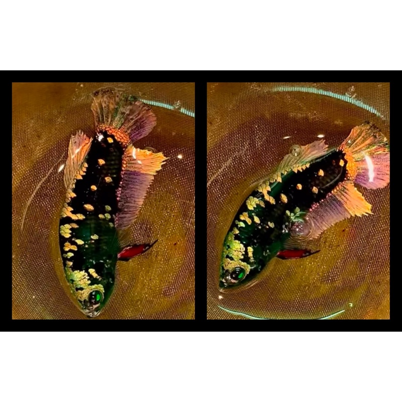 Avatar Copper Female
