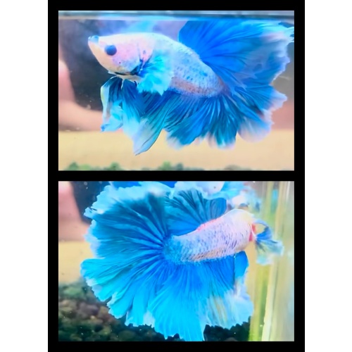 Sky Blue Rosetail