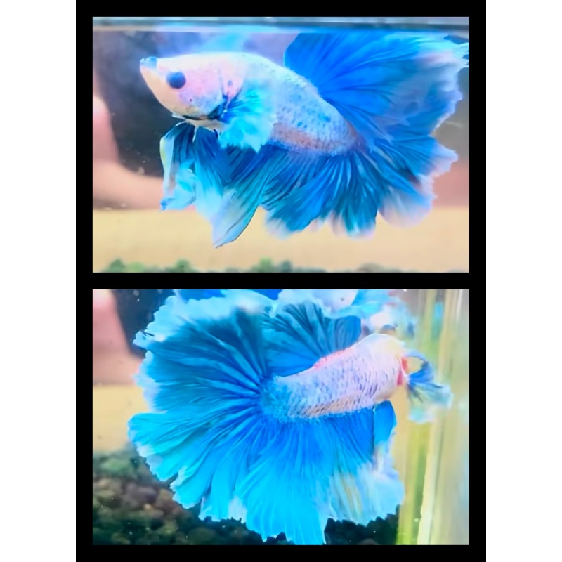 Sky Blue Rosetail