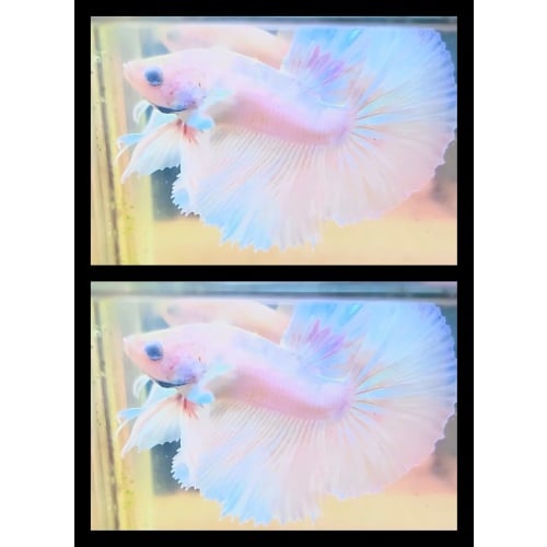 Alicorn