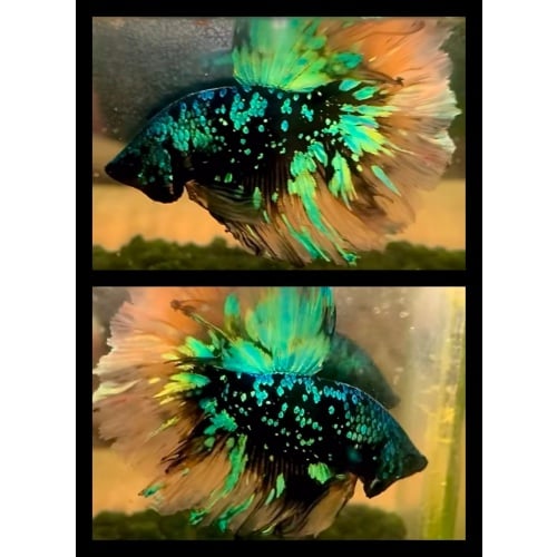 Nebula Glitter Rosetail