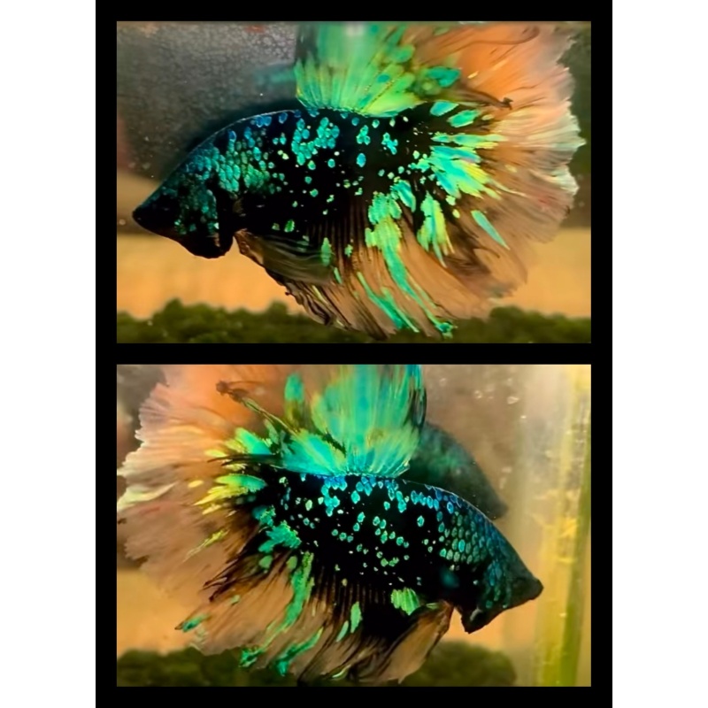 Nebula Glitter Rosetail