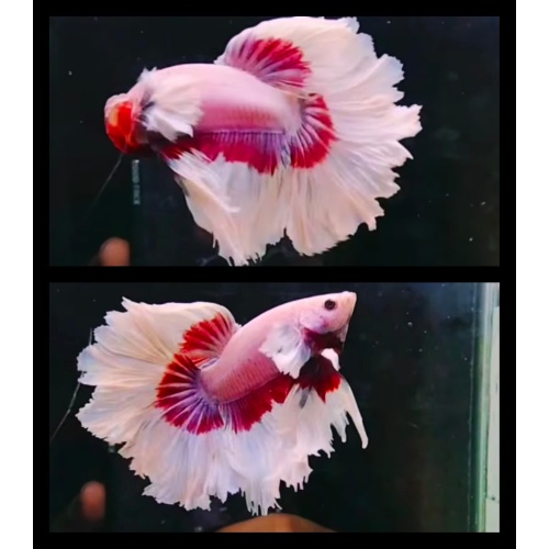 Red White Butterfly