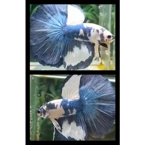 Blue Panda