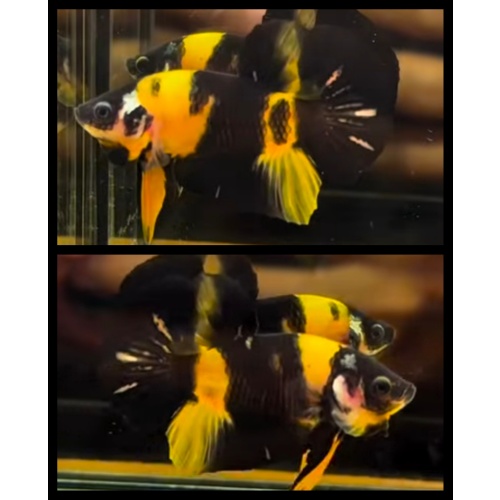 Amazing Bumblebee