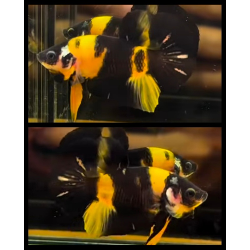 Amazing Bumblebee