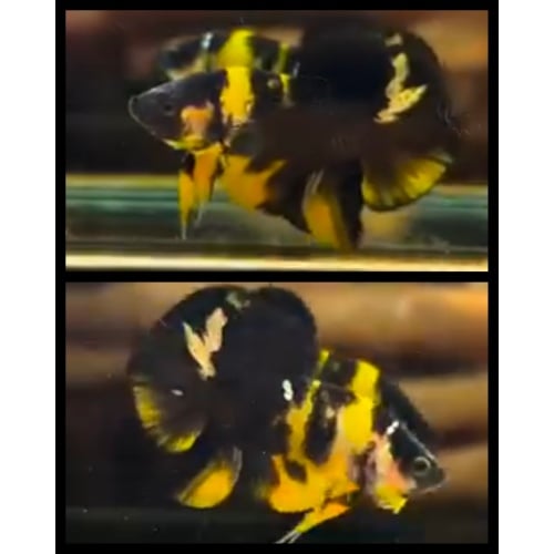 Bumblebee