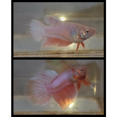 Pair Pink Aurora