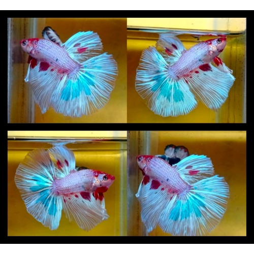 Flamingo Candy