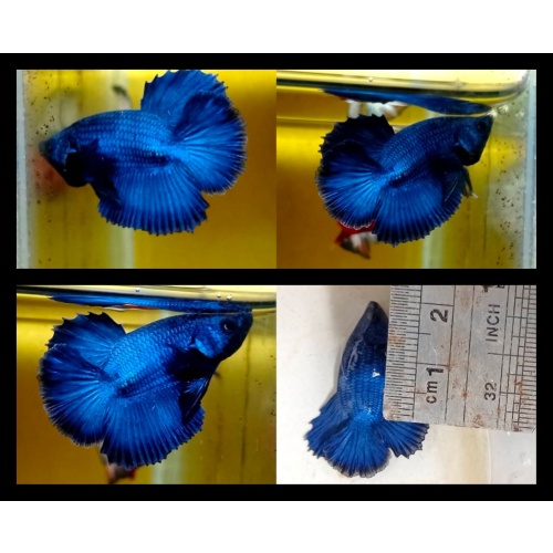 Unique Blues