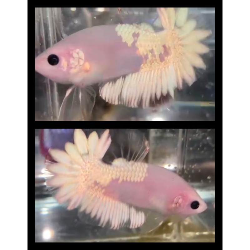 Unique Cellophane White Copper