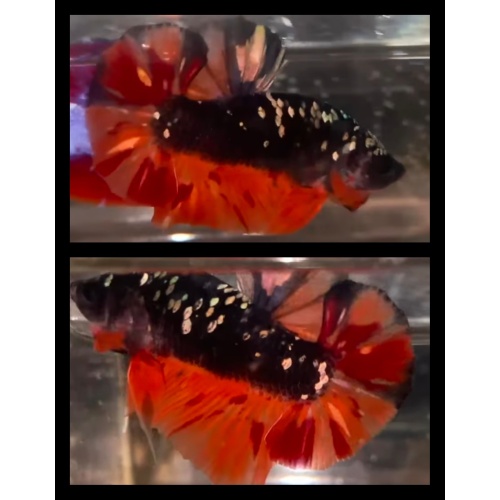 Avatar Copper Nemo