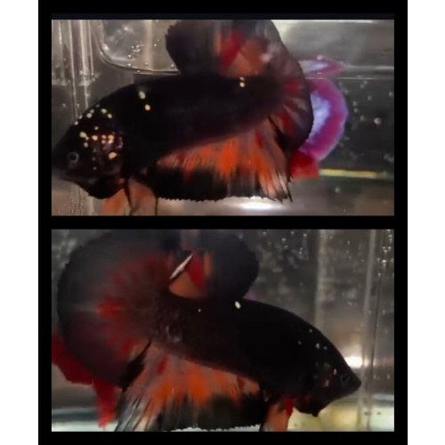 Avatar Nemo