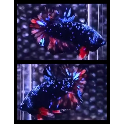Black Star Variation