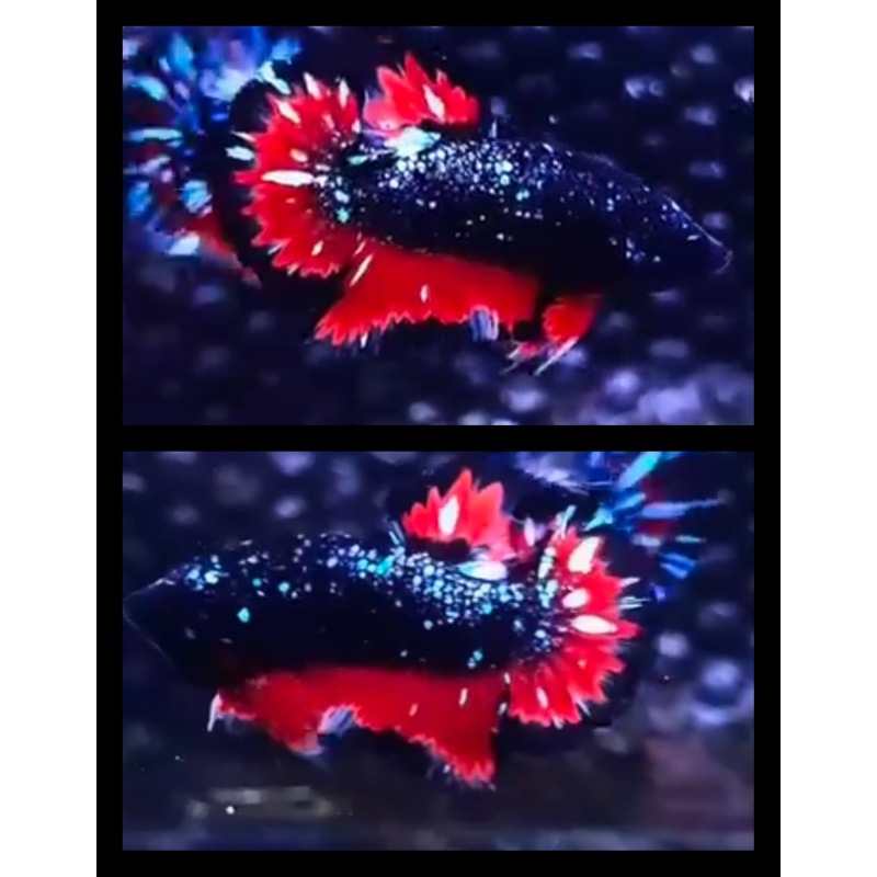 Red Chromatic
