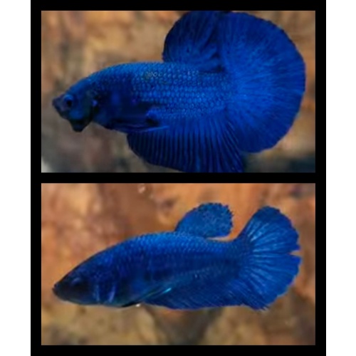Pair Royal Blue