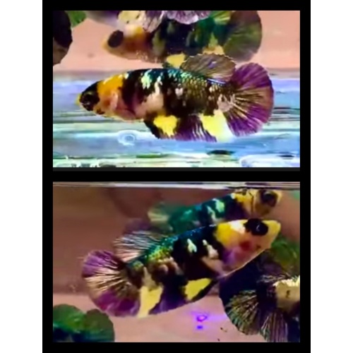 Female Yellow Black Copper