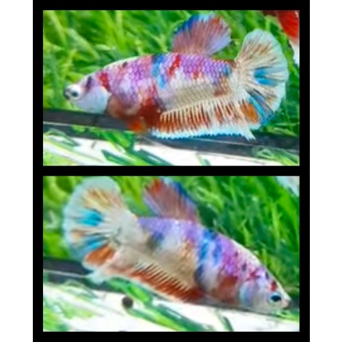 Female Candy Purple