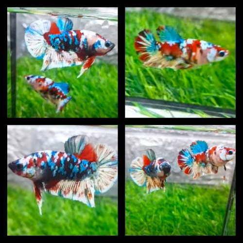 Pair Barongsai