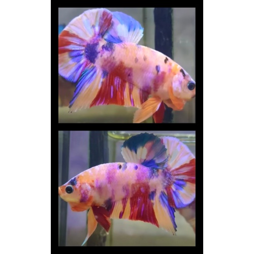 Nemo Candy Multicolor