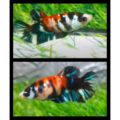Female Black Koi