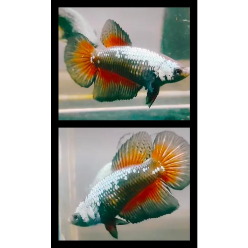 Female Black Samurai Red