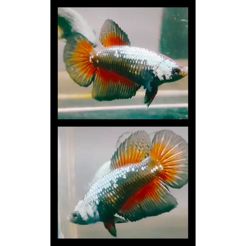 Female Black Samurai Red