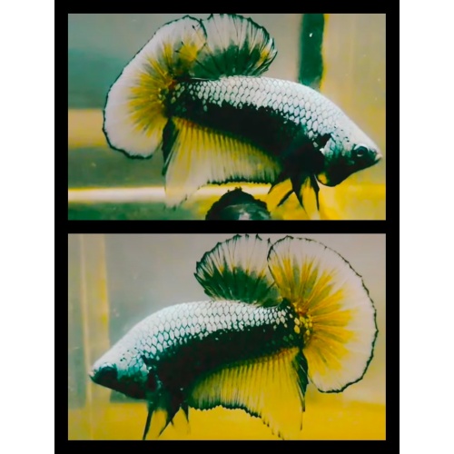 Yellow Samurai