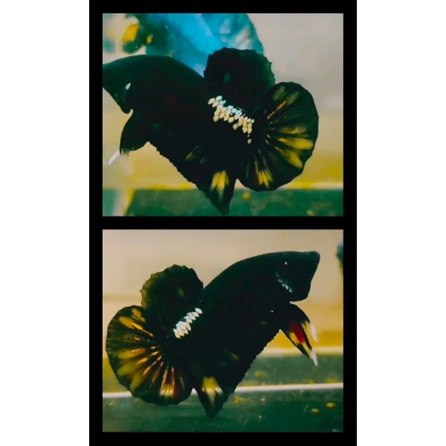 Black Mamba Nemo