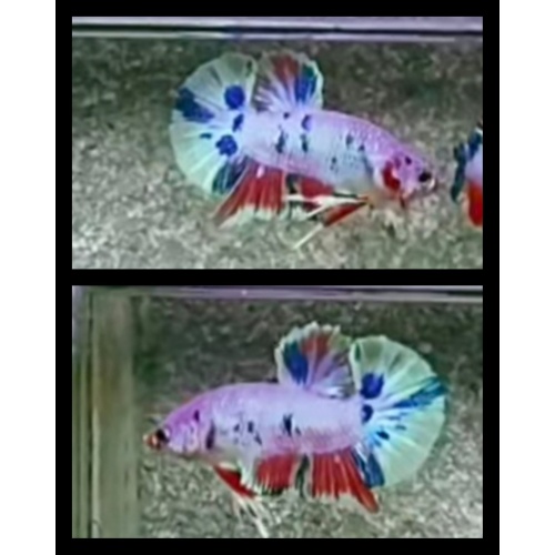 Candy Nemo