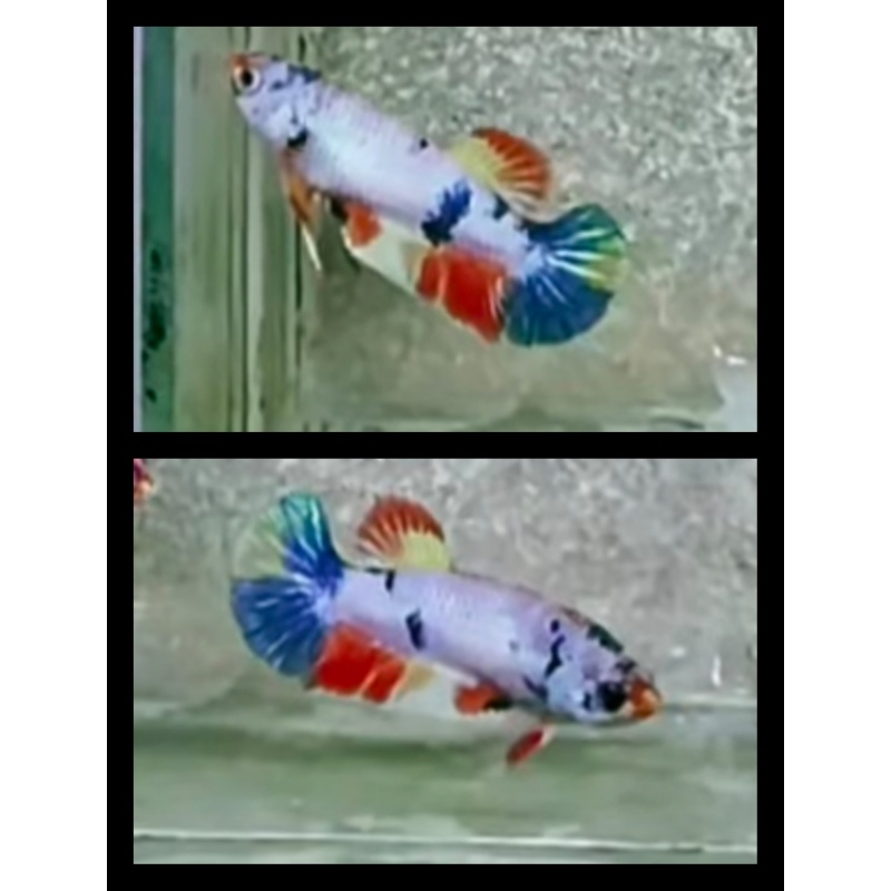 Female Candy Nemo
