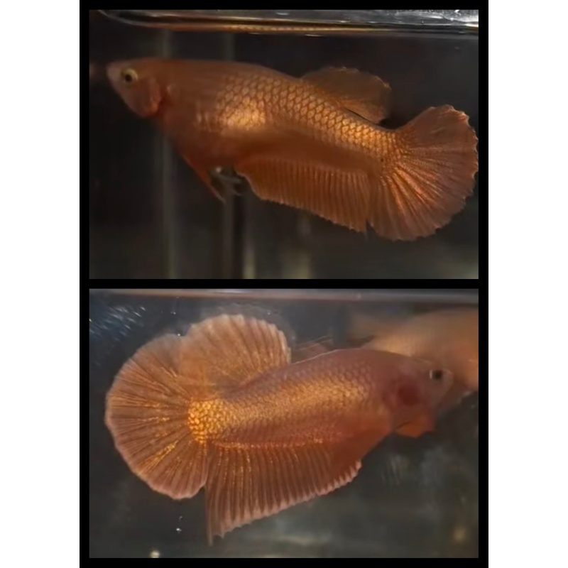 Pair Super Gold