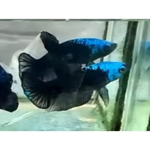 Female Blue Masking