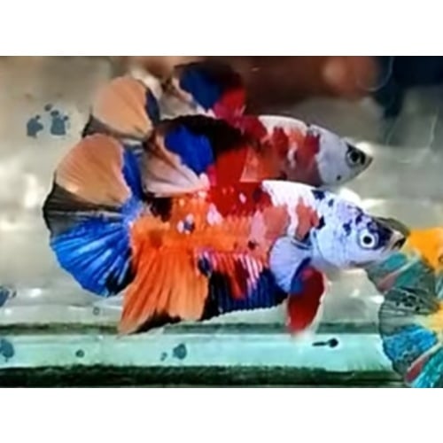 Multicolor Masking