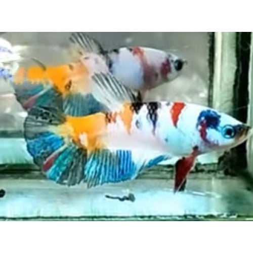 Female White Snow Multicolor