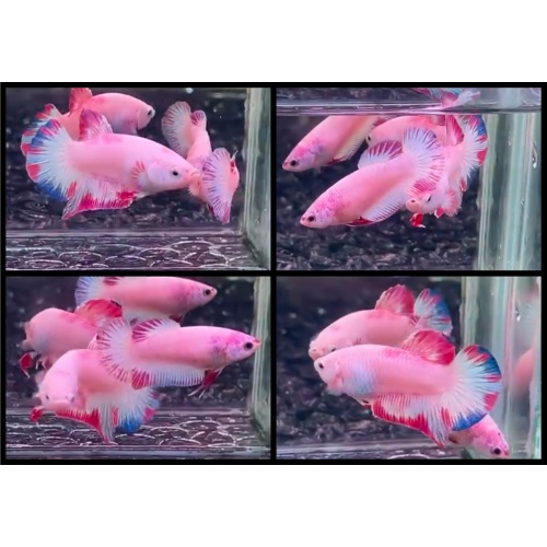 Pair Pink Flamingo