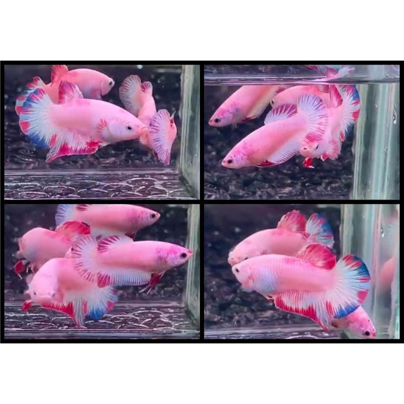 Pair Pink Flamingo