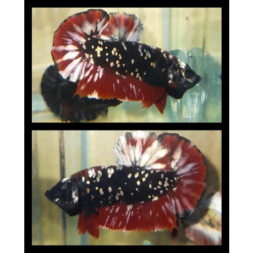 Avatar Copper Glitter Red Chromatic