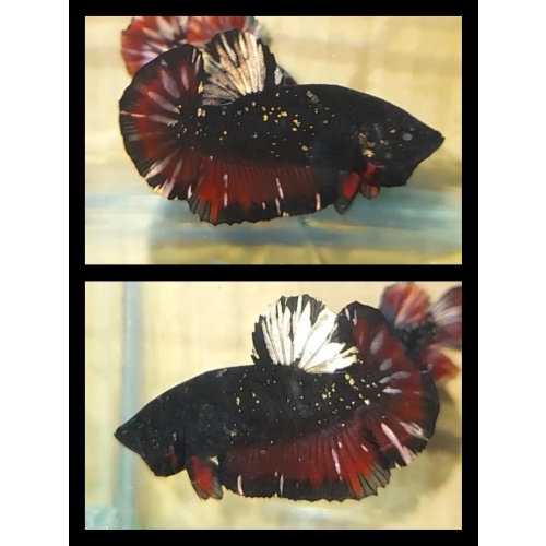 Avatar Copper Glitter Red Wash